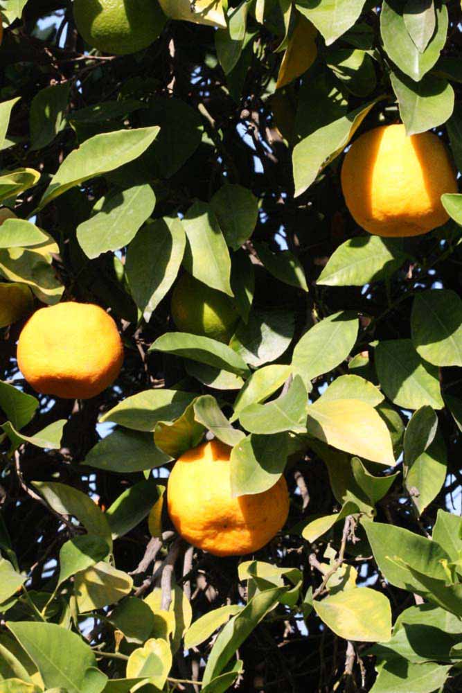            Sun leaves (Riverside, CA)   